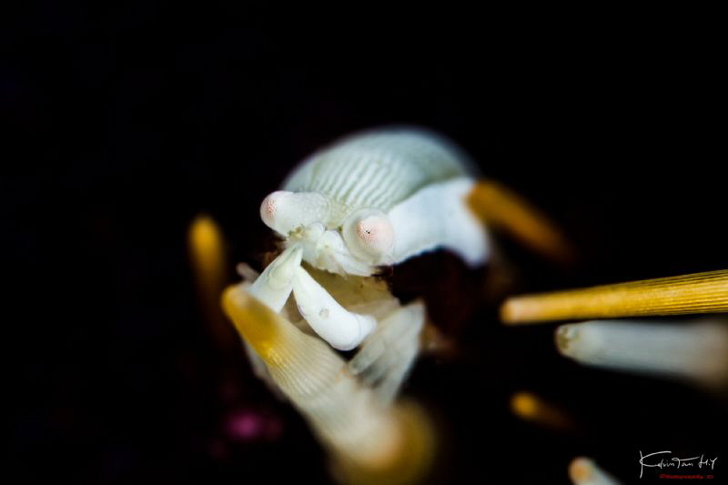 Urchin bumblebee shrimp by Kelvin H.y. Tan 