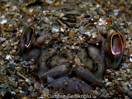 Trachinus draco
Burried Face watching me at Korumar Bay. by Cumhur Gedikoglu 
