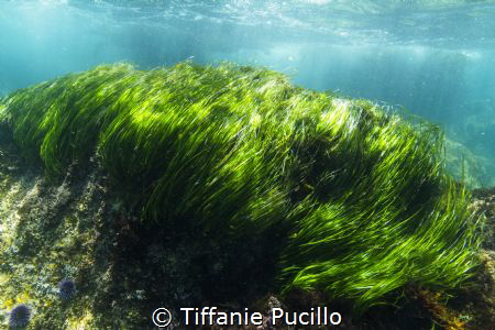 Although I had already graduated, I joined the underwater... by Tiffanie Pucillo 