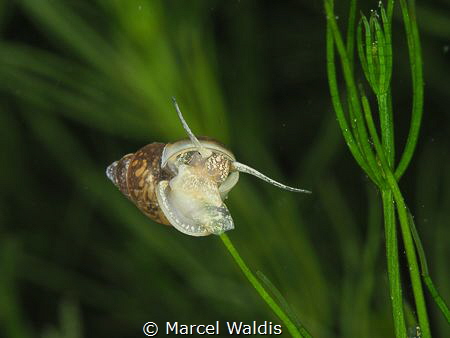 Snail in a Swiss Lake . Vierwaldstättersee by Marcel Waldis 