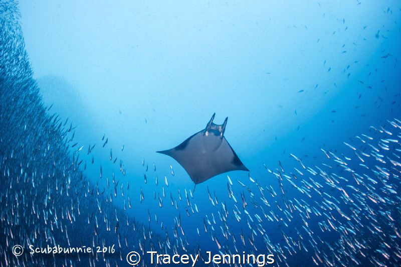 Mobula ray by Tracey Jennings 