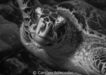 Nikon D200 With Nikkor 60mm First Time with an DSLR under... by Carsten Schroeder 