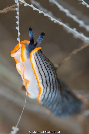 Arminid nudi loves to eat soft coral polyps. It has alrea... by Mehmet Salih Bilal 