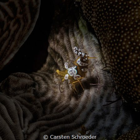 Harlekin  Beauty Shot by Nikon D200 by Carsten Schroeder 