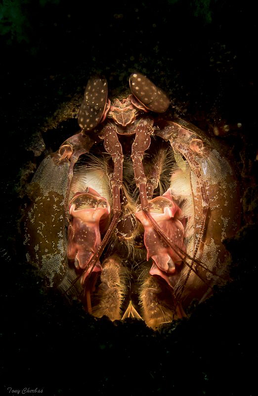 Spearing Mantis Shrimp in the spotlight by Tony Cherbas 