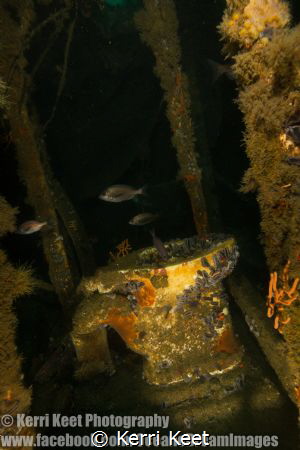 Toilet time! A toilet on the wreck of the SAS Pietermarit... by Kerri Keet 