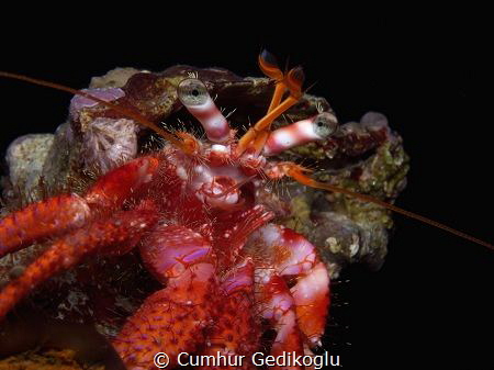 Dardanus calidus
One of the hermit crab from my hermit f... by Cumhur Gedikoglu 