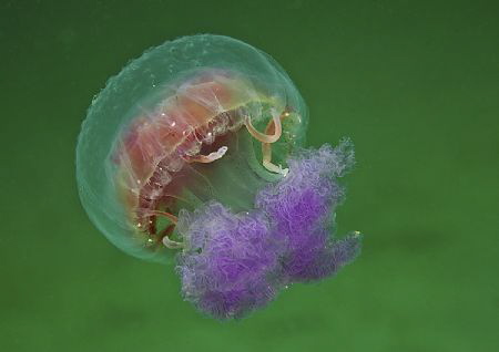 Mauve stinger by Mark Thomas 