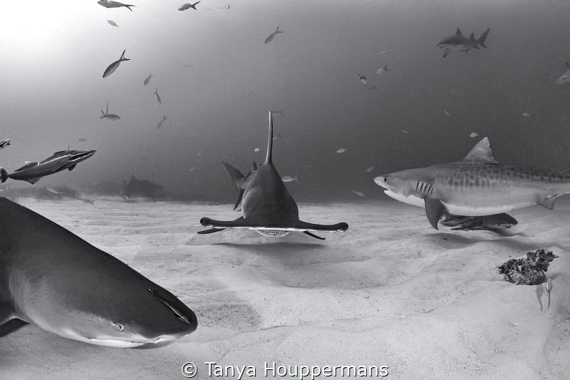 'When the Stars and the Sharks Align' - A hammerhead, tig... by Tanya Houppermans 