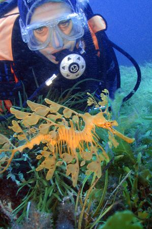 Leafy Sea-Dragon found while shore diving at Lucky Bay, W... by Brian Mayes 