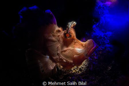 Combined lightening with snooted strobe and UV  light on ... by Mehmet Salih Bilal 