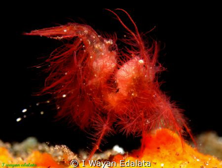 Chicken hairy shrimp.
Taken at Tulamben,bali,indonesia.
... by I Wayan Edalata 