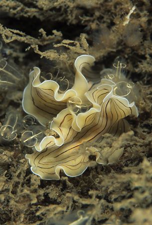 Candy-striped flatworm.
N. Wales.
60mm. by Derek Haslam 