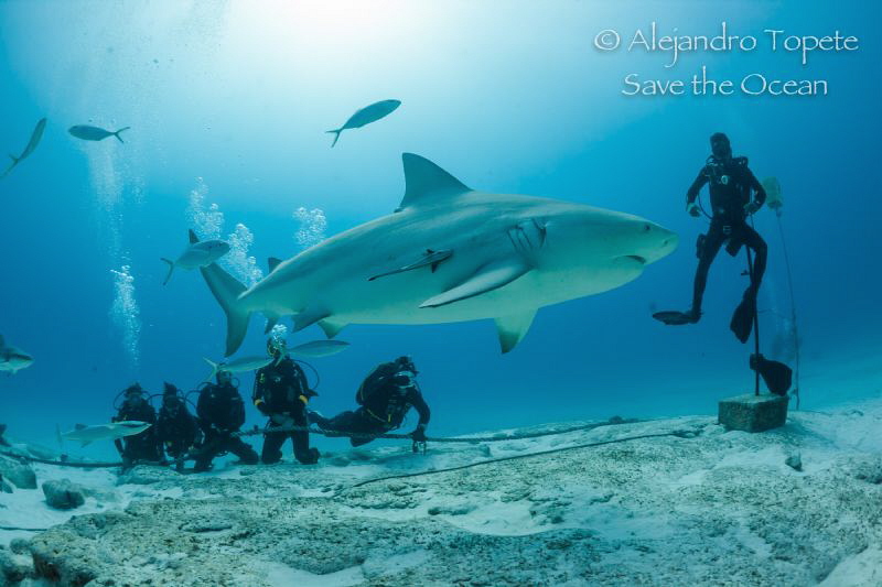 Bullshark in the Group, Playa del Carmen México by Alejandro Topete 
