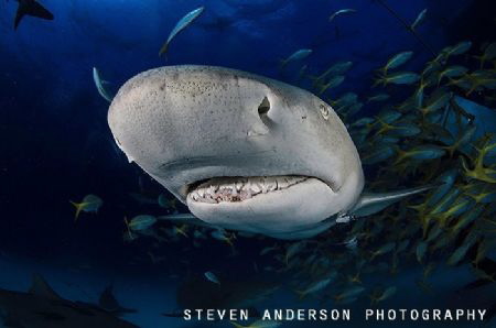 There's always a crooked smile on these guys face. Tiger ... by Steven Anderson 