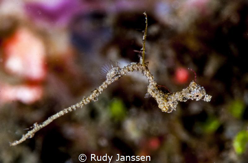 Lembeh sea dragon by Rudy Janssen 