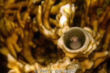 Cozy coral home  for a Goby by Peet J Van Eeden 