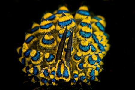 Stiliger ornatus. by Mehmet Salih Bilal 