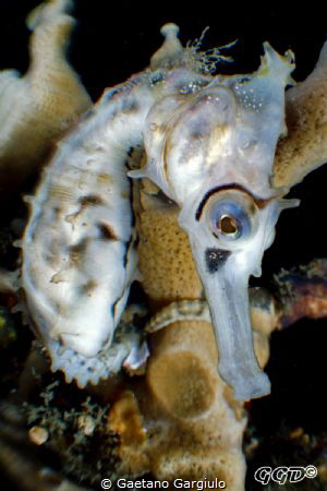 exploiting the bugeye for some seahorse perspective. crop... by Gaetano Gargiulo 