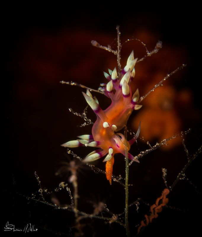 Wait for the big climb down. If you stare at Nudis they r... by Steven Miller 