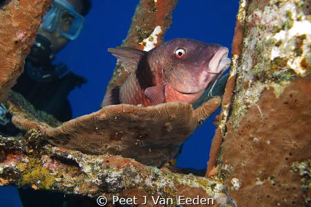 My home high up in a mast by Peet J Van Eeden 