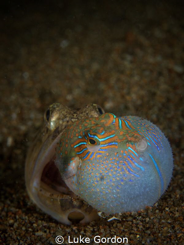 Eyes bigger than the stomach by Luke Gordon 