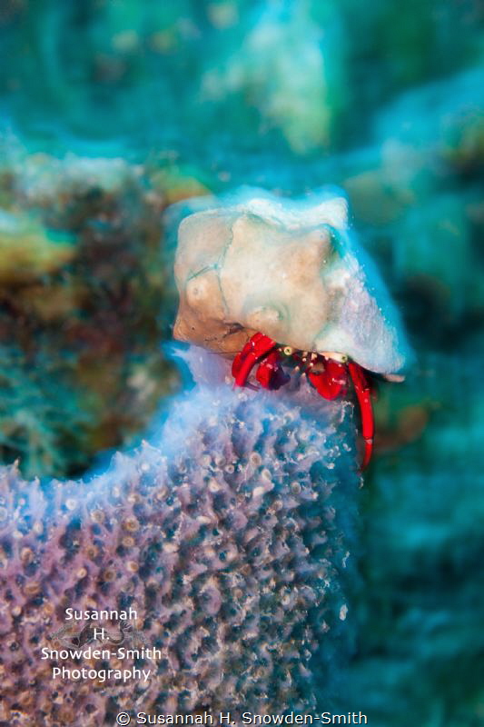 "Hermit Crab In Slow Motion"

Ambient light and a slow ... by Susannah H. Snowden-Smith 