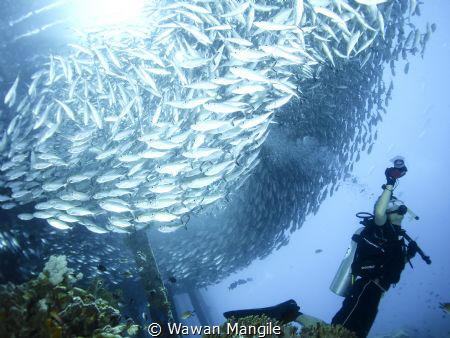 Schooling fish under the Arborek Jetty by Wawan Mangile 