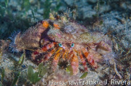 Decorator Crab Attire! A very nice dress! by Frankie Rivera 