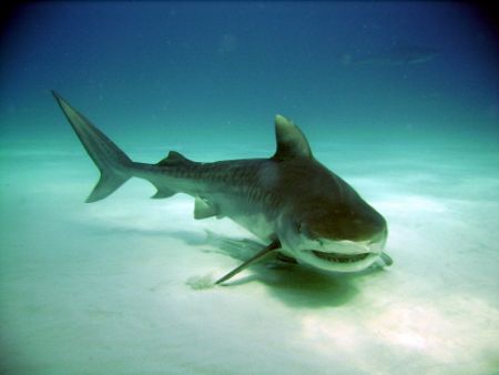 Tiger Shark on the prowl! by Niki Gentry 