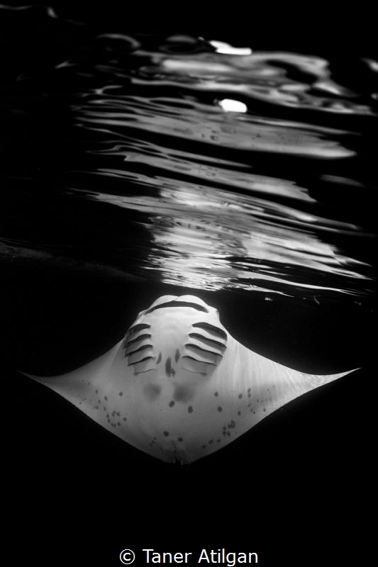 Night Manta by Taner Atilgan 