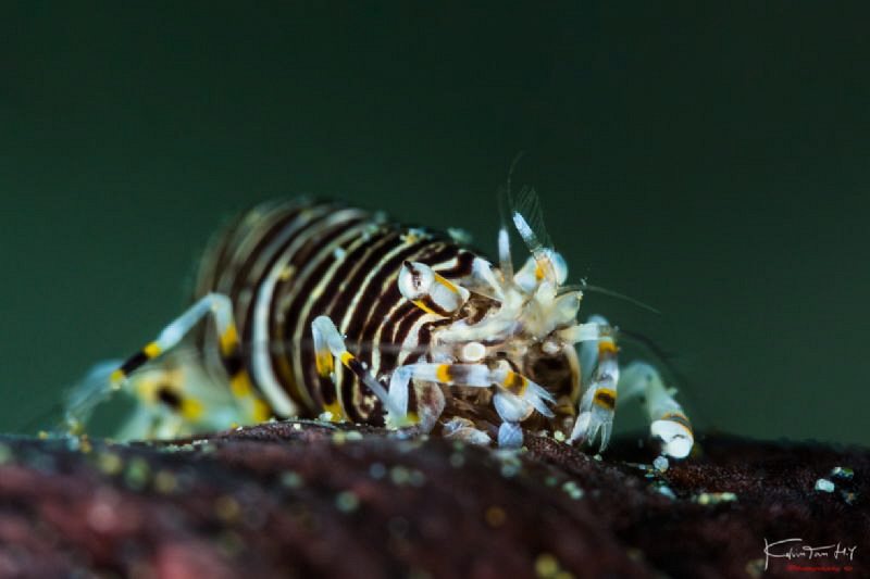 Striped bumblebee shrimp by Kelvin H.y. Tan 