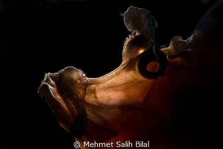Rhinopia eschmeyeri. Thanks to Dharma for snooted backlight. by Mehmet Salih Bilal 