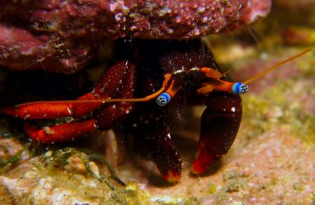 Old blue eyes! Tiny hermit crab in Taiwan. These guys oft... by Alex Tattersall 