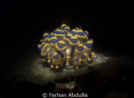 Stiliger Ornatus being snooted! by Farhan Abdulla 