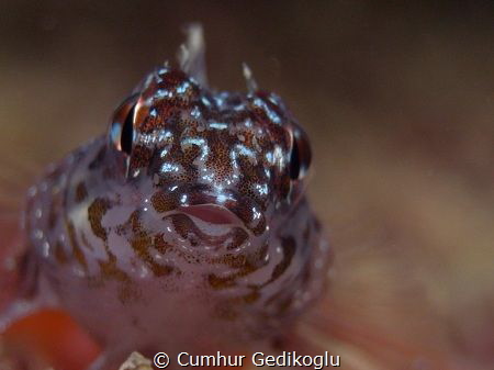 Tripterygion melanurus
Curious Looking by Cumhur Gedikoglu 