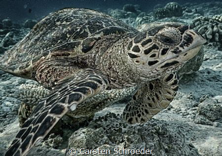 Turtle HDR Nikon AW130 by Carsten Schroeder 