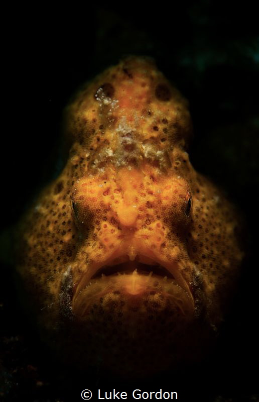 Portrait Orange by Luke Gordon 