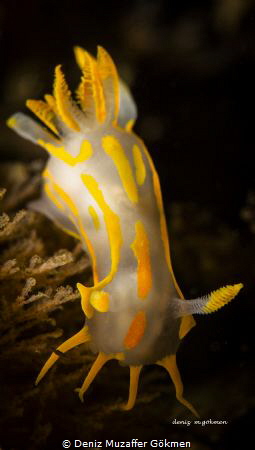 polycera quadriniliata by Deniz Muzaffer Gökmen 