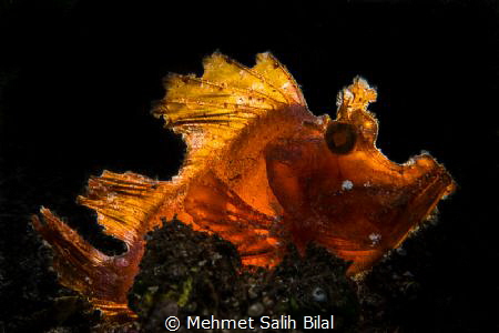 Rhinopia was backlighted with Kraken 2500. by Mehmet Salih Bilal 