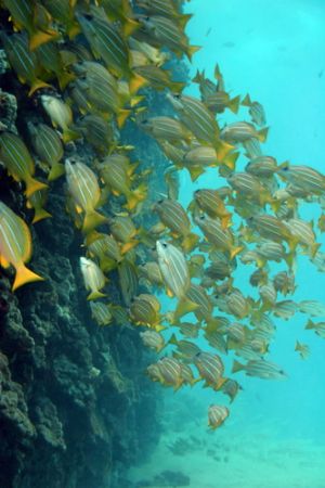 Today's dive. Rough surf...vis pretty good anyway. You ju... by Glenn Poulain 