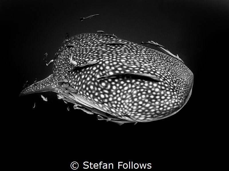 Salacia

Whale Shark - Rhincodon typus

Sail Rock, Th... by Stefan Follows 