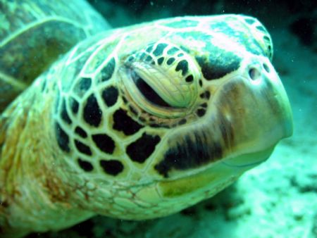 ...wakey wakey...(Sipadan Island, East Malaysia) by Dennis Siau 
