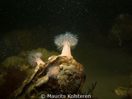 Scifi.
This is the first time I like the backscatter. It... by Maurits Kolsteren 