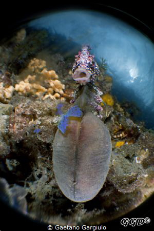 About to explode... taken with 60/2.8 and Inon Bugeye by Gaetano Gargiulo 