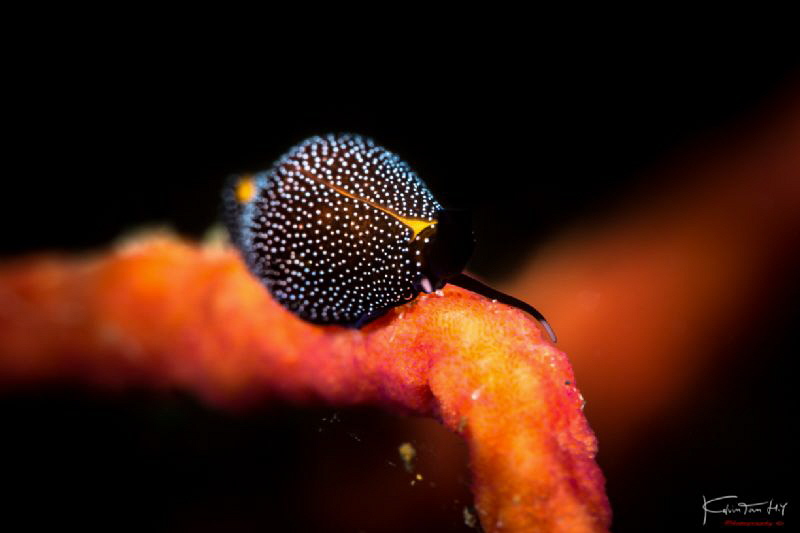 Black pearl (Formosa egg cowrie) by Kelvin H.y. Tan 