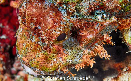 scorpion beauty Nikon D200 Nikol 60 mm SEA&SEA Housing YS... by Carsten Schroeder 