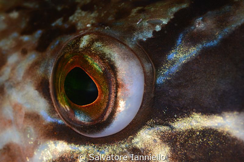 eye by Salvatore Ianniello 
