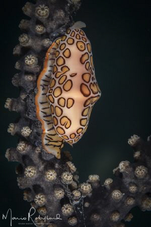 Flamingo Tongue beauty by Mario Robillard 