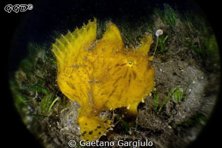 angler posing for my bugeye by Gaetano Gargiulo 